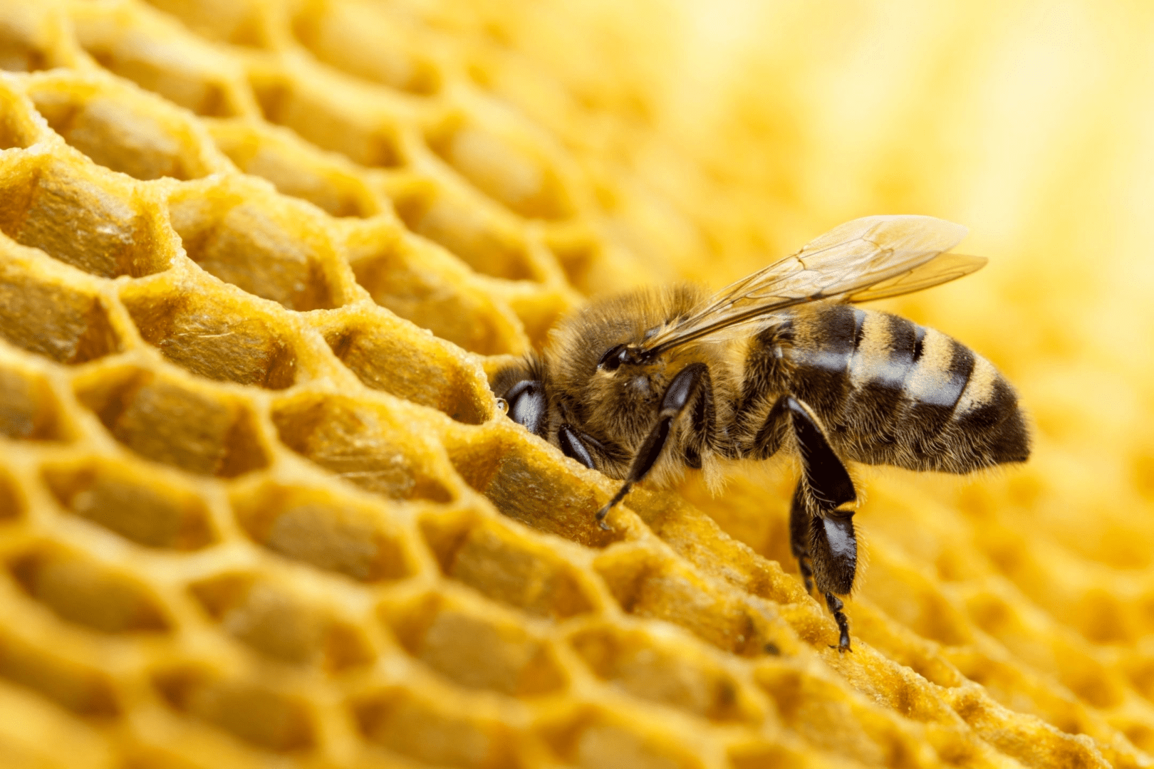 A honey bee in a hive